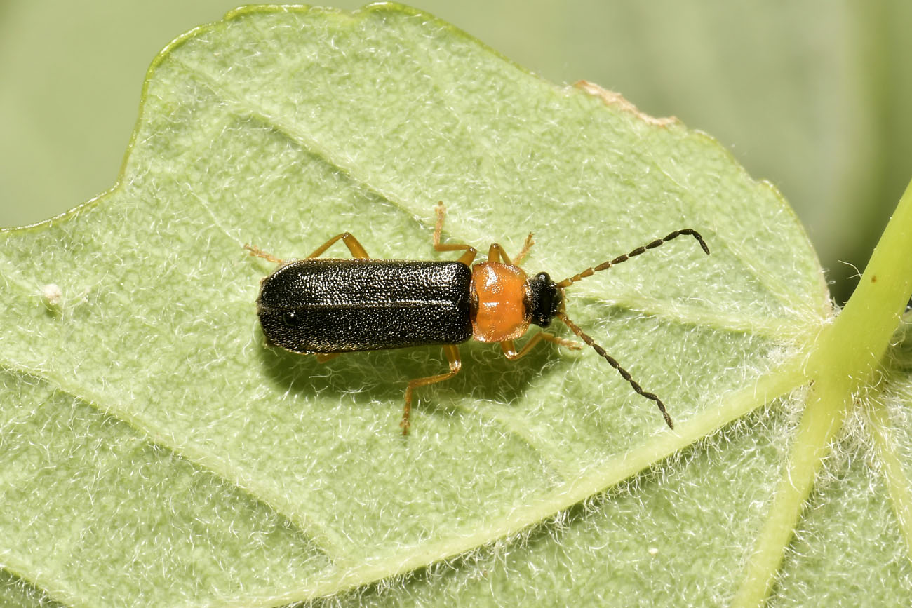 Cantharidae: Cantharis sp? No, Cratosilis sp.